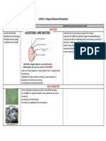 U4.l1. Procariote Bacterii Alge Albastre