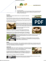 SchweinSWRKindernetz.pdf
