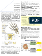 Anatomía miembro superior