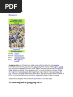 Download Alga Coklat by Seta Prastya Bayu SN45639935 doc pdf