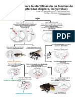 ClaveIlustradadeCalyptratae Amatetal2018 PDF