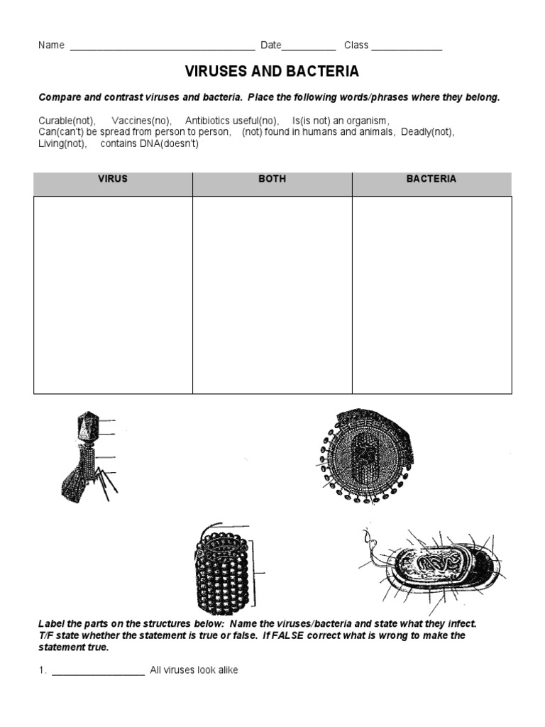Viruses and Bacteria Worksheet Intended For Viruses And Bacteria Worksheet