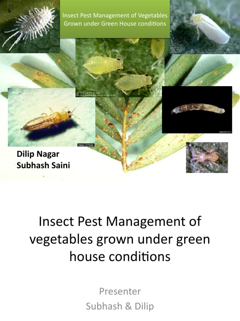 Insect Pest Management in Greenhouse Vegetables | PDF | Agronomy | Pest ...