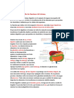 Taller Sistema Digestivo