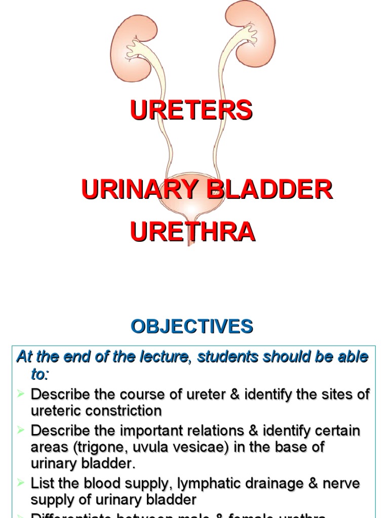 Anatomy of Ureters and Urinary Bladder | PDF | Urinary Bladder | Pelvis
