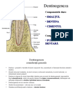 Dentinogeneza 9566