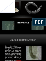 Lo que son los trematodos