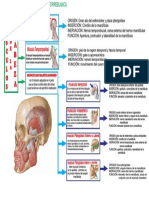 Musculos Dde La Cabeza