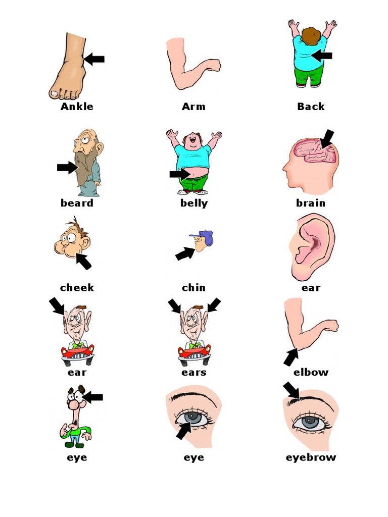 Body Parts List and Descriptions | PDF | Foreign Language Studies