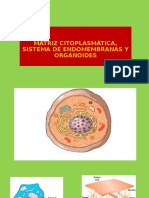 Matriz Citoplasmática, Sistema de Endomembranas y Organoides