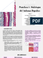 Práctica 6 - Histología Del Sistema Digestivo