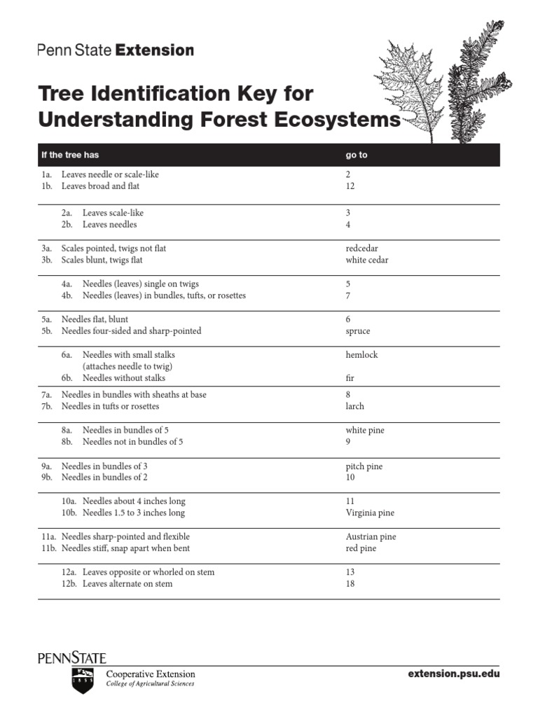 Tree Identification Key PDF PDF Pine Leaf