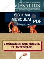 Sistema Muscular Ii PDF