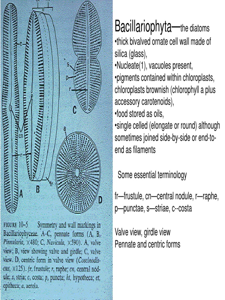 An In-Depth Exploration of Diatoms: Their Unique Cell Structure, Life