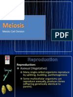 Meiotic Cell Division