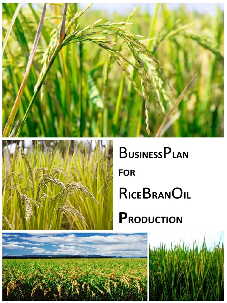 Rice Bran Oil Production Business Plan | PDF | Rice | Marketing