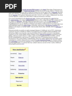 Rotavirus Is A: Virus Classification