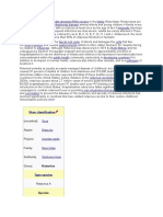 Rotavirus Is A: Virus Classification