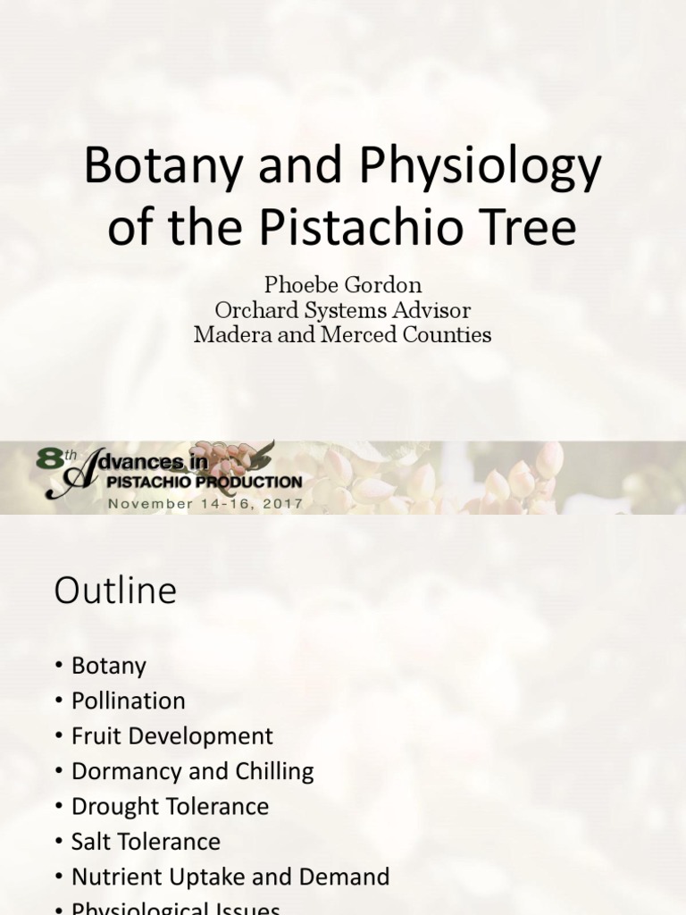 Pistachio Tree Physiology Overview | PDF | Plants | Botany