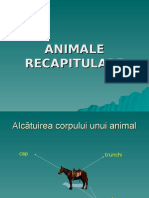 ANIMALE RECAPITULARE - Pps