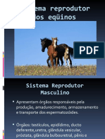 Sistema Reprodutor Dos Equinos