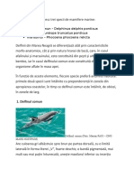 În Marea Neagră Trăiesc Trei Specii de Mamifere Marine