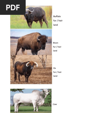 animals