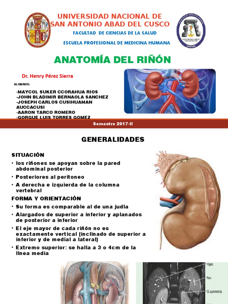 Exposición Anatomia Del Riñon | PDF | Intestino grueso | Riñón