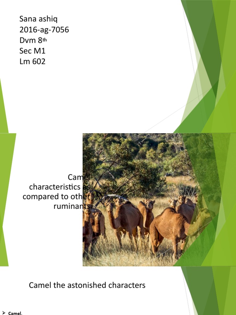 Characteristics of Camels Compared to Other Ruminants: Extraordinary