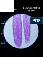 Allium Cepa: E12 Onion Root Tip L.S. LPO