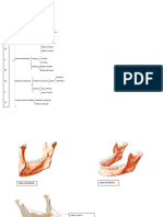 Mandibula Cuadro Sinoptico