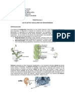 PRAC 4 P.vasculres No Angiospermas