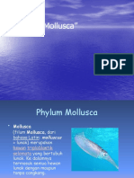 Animalia Moluska