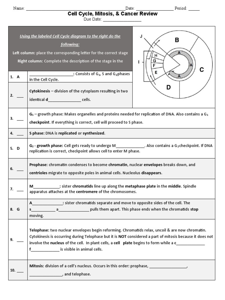 2017 Ol Cell Cycle Exam Review Pdf Mitosis Cell Cycle