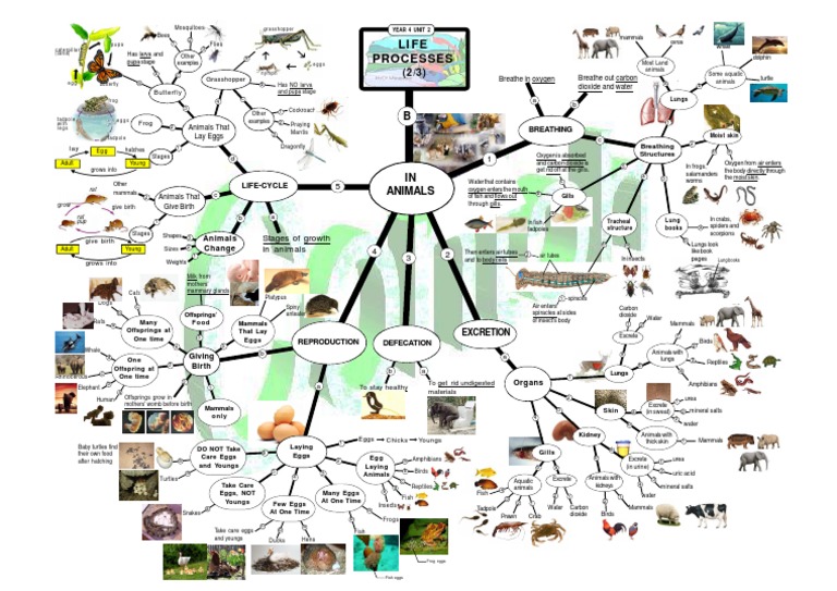Animal Life Cycles & Reproduction | PDF | Egg | Mammals