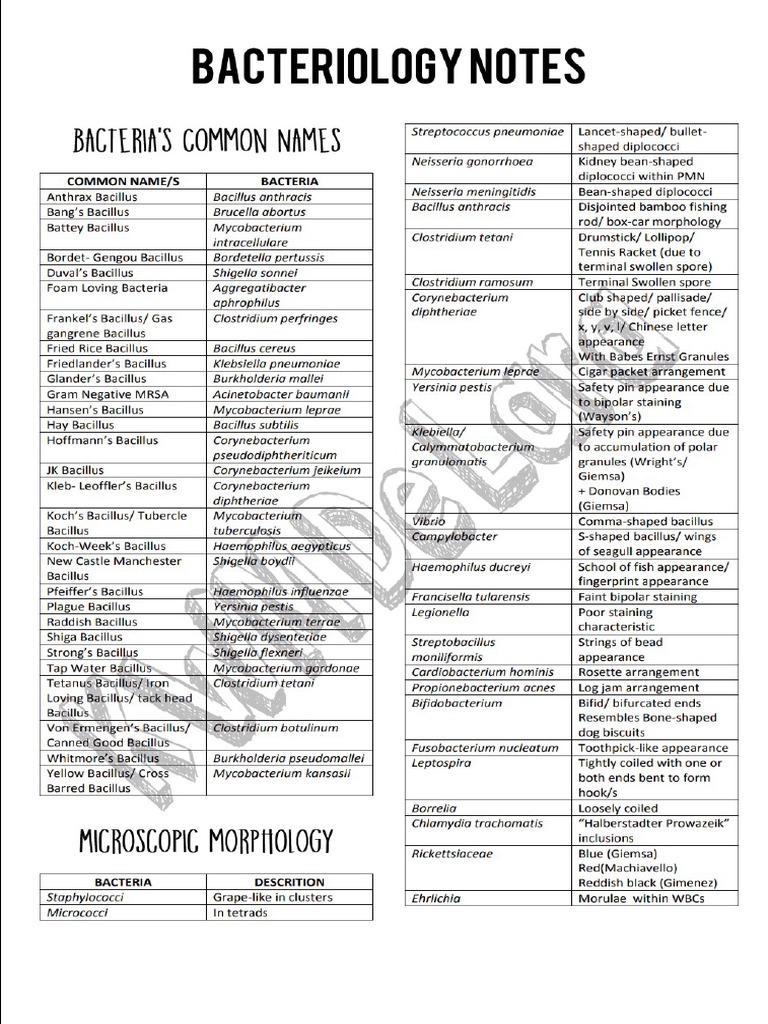 Bacteriology Notes PDF