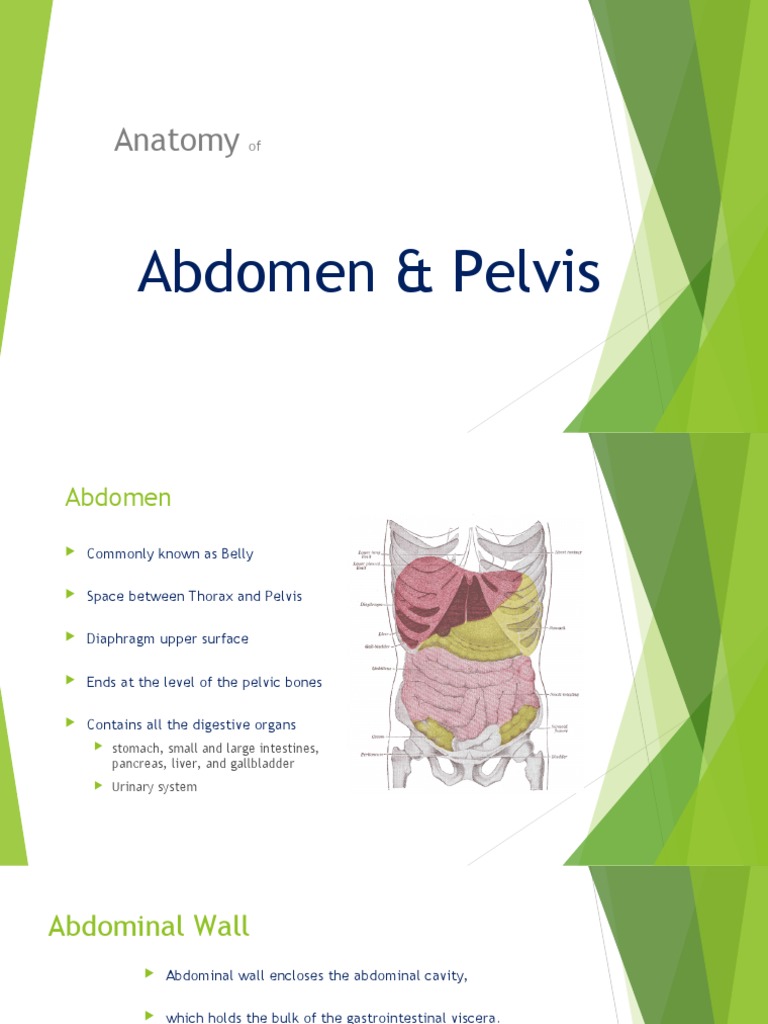 Abdominal Wall Anatomy Overview | PDF | Abdomen | Human Anatomy