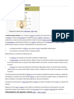 Sistema urinario humano