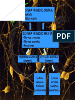 04 Neuronas y potenciales de acción