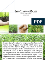 Santalum Album1
