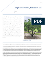 Training and Pruning Florida Peaches, Nectarines, and Plums