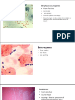 Gram Positive: Streptococcus Pyogenes