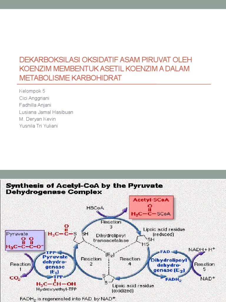 Bagaimana tahap-tahap terjadinya dekarboksilasi oksidatif asam piruvat