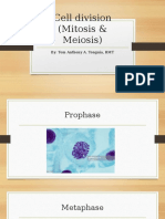 Cell Division (Mitosis & Meiosis)