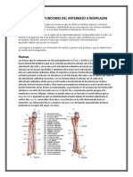 ÓRGANOS Y FUNCIONES DEL ANTEBRAZO A REMPLAZAR2.docx