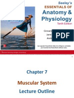 muscular system outline.pdf