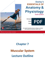 Muscular System Outline PDF