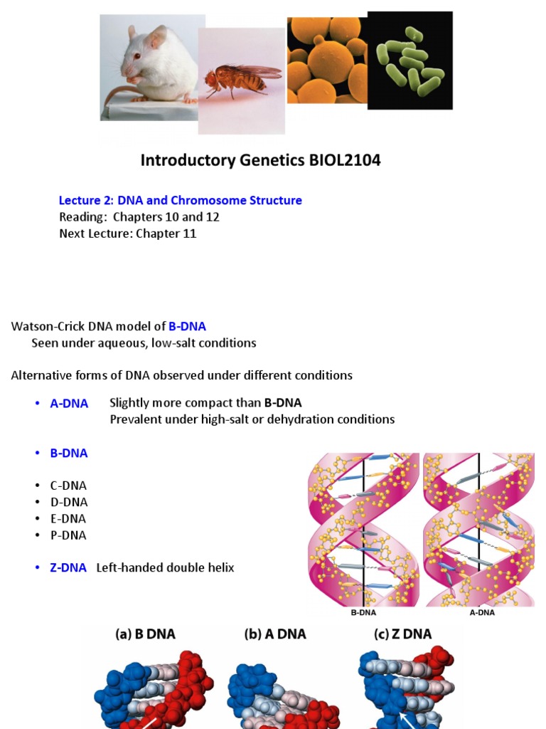 Genetics Lecture 2 - DNA and Chromosome Structure PDF | PDF | Rna ...