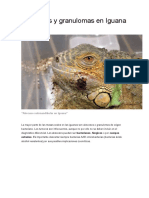 Abscesos y Granulomas en Iguana