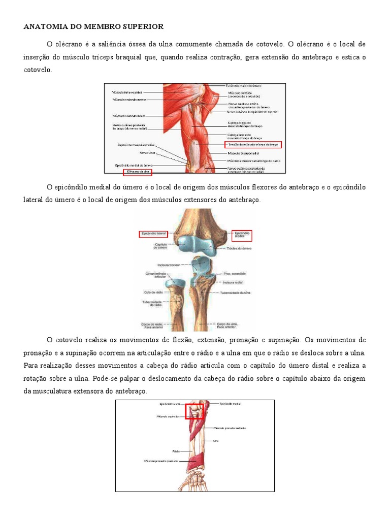 Anatomia do Membro Superior Detalhada | PDF | Cotovelo | Nervo